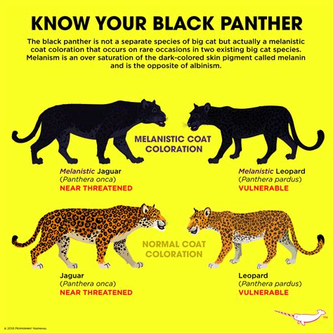 Know Your Black Panther The... - Peppermint Narwhal Creative