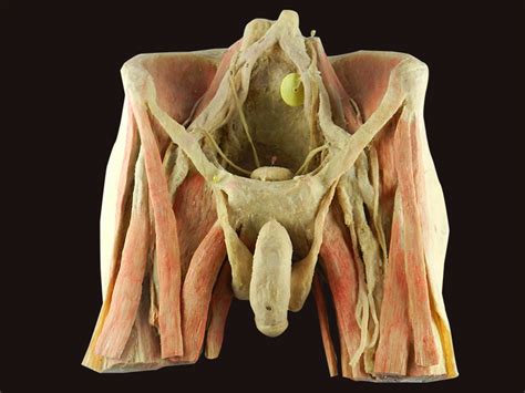 Human Pelvic Anatomy Diagram Organs