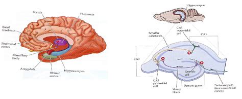 [PDF] Ltp Mechanisms in the Dentate Gyrus in Vivo | Semantic Scholar