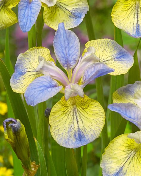 Iris sibirica 'Tipped in Blue' bare roots — Buy bicolour Siberian iris ...