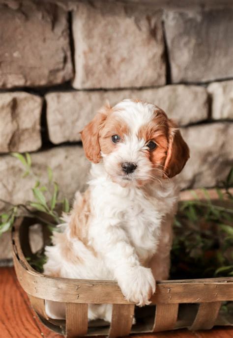 Cavapoo Puppies for Sale | Buckeye Puppies