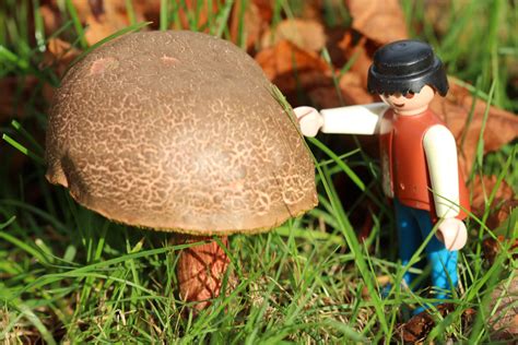 Free Images : grass, lawn, autumn, soil, miniature, playmobil, fungus, woodland, bolete, males ...