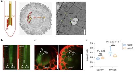 Sphingolipid biosynthesis modulates plasmodesmal ultrastructure and phloem unloading (Nature ...