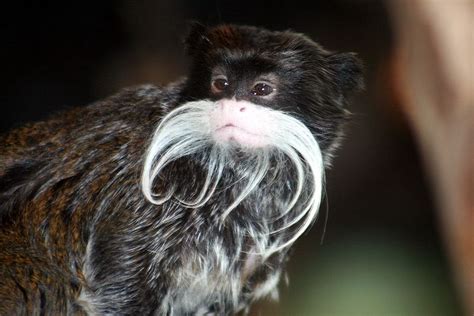 Emperor Tamarin | Animal Wildlife