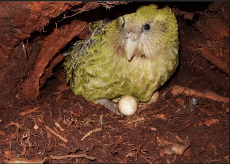 Kakapo Breeding Stats – Mary Ann Steggles