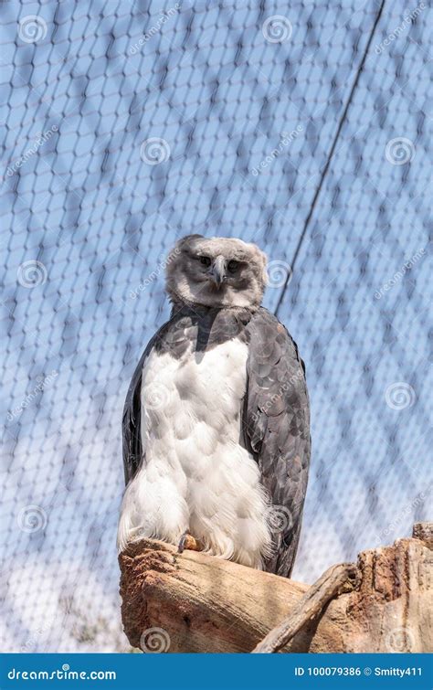 Harpy eagle Harpia harpyja stock photo. Image of prey - 100079386