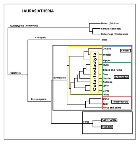 Laurasiatheria Reference Chart by Red-Orion85 on DeviantArt