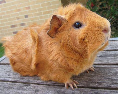 What a pretty little ginger guinea pig! | Cute guinea pigs, Guinea pigs ...