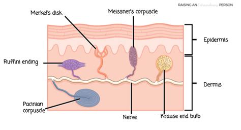 The Tactile System: How it Works, Signs of Problems and Sensory ...