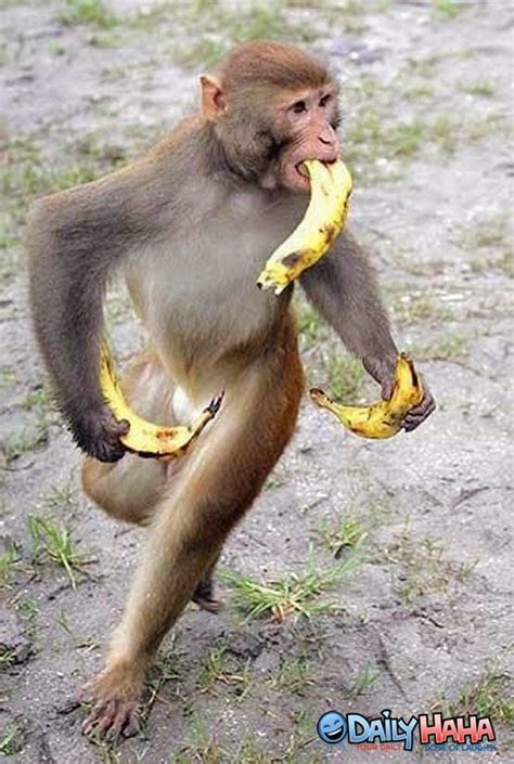 Singapore Man of Leisure: 3 bananas in the morning, 4 in the evening