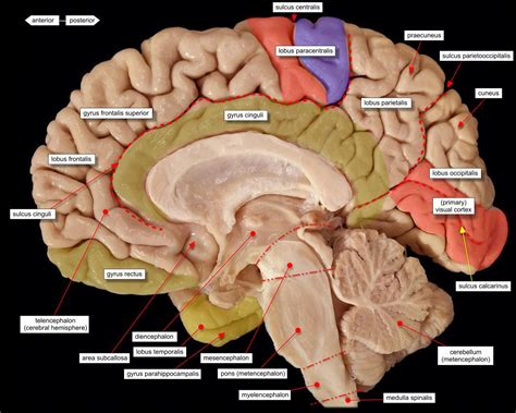 brain midsagittal view labels | Neurowetenschappen, Het menselijk ...