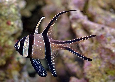 Banggai Cardinalfish (Pterapogon kauderni) | Beautiful fish, Rare fish, Salt water fish