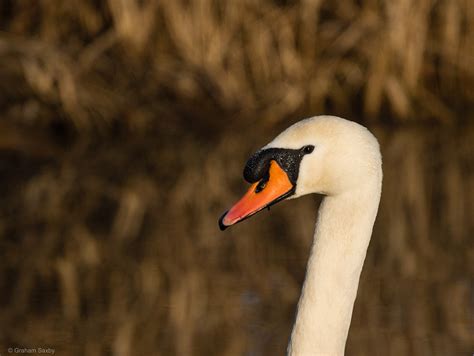 Graham Saxby - British Water Birds