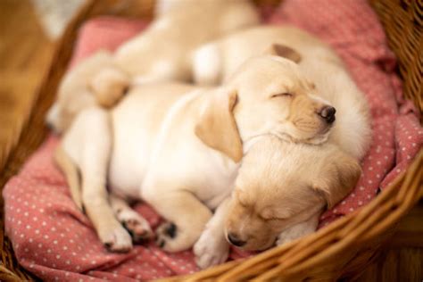 80+ Labrador Retriever Puppies Sleeping On Basket Stock Photos ...