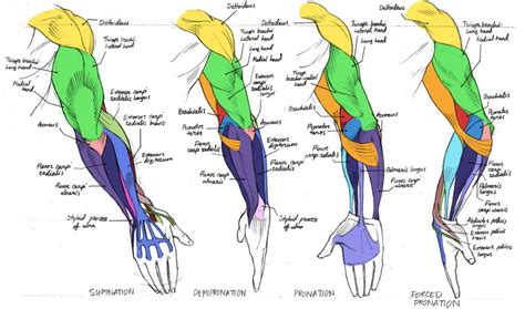 Human anatomy drawing, Arm anatomy, Anatomy drawing