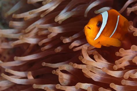 Clown Fish Nemo Underwater - Free photo on Pixabay