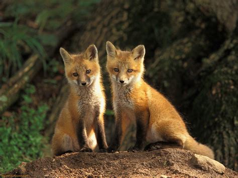Red Fox - Red Foxes Wallpaper (13290504) - Fanpop
