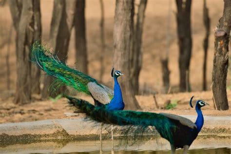 Premium Photo | Close-up of peacock