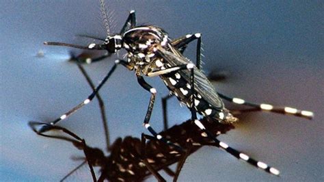 CARA MUDAH - 5 Tips dari Dokter Basmi Jentik Nyamuk Aedes Aegypti yang ...