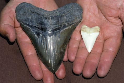 35 Facts About Shark Teeth - Facts.net