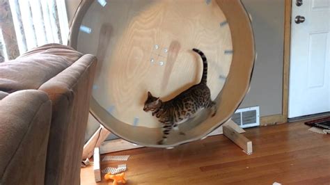 Kitty Freaks Out on Exercise Wheel | Cat exercise wheel, Cat diy, Cat exercise