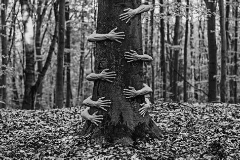 Surrealism in the Forests | Surrealism, Environment photography, Tree photography