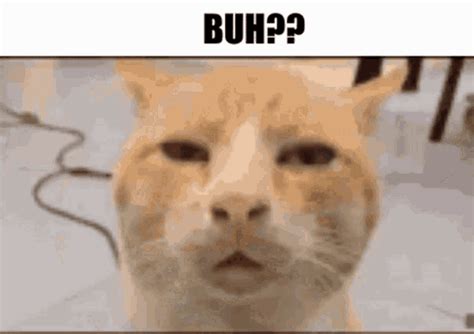 Buh Cat GIF - Buh Cat Confused - Discover & Share GIFs