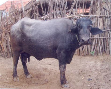 BANNI BUFFALO (KUTCHI GUJARATI)- LeafConAgro