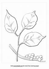 Poison Ivy Coloring Page Free Plants  Nation sketch template