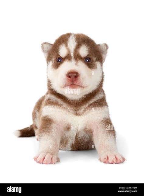 Siberian husky puppy. Front view, isolated on white Stock Photo - Alamy