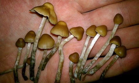 Psilocybe Silvatica? find part 2! ID help, view nice pics, etc ...