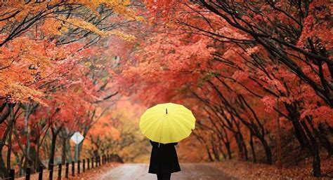 Where to Enjoy an Awesome Autumn in Korea | Autumn in korea, Natural ...