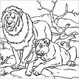 Lion Couple  Coloring Pages sketch template
