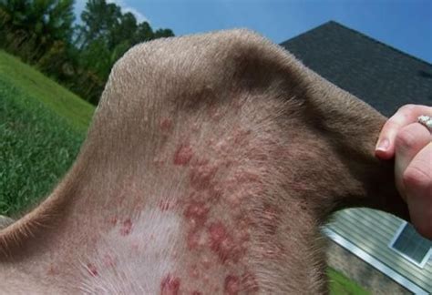 7 Common Bug Bites on Dogs and Cats | petMD Bug Bites Remedies, Flea Remedies, Sweet Dogs, Cute ...