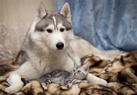 Images Of Cute Cats And Dogs