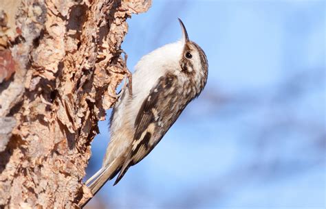 Bedford Audubon Society » Brown Creeper