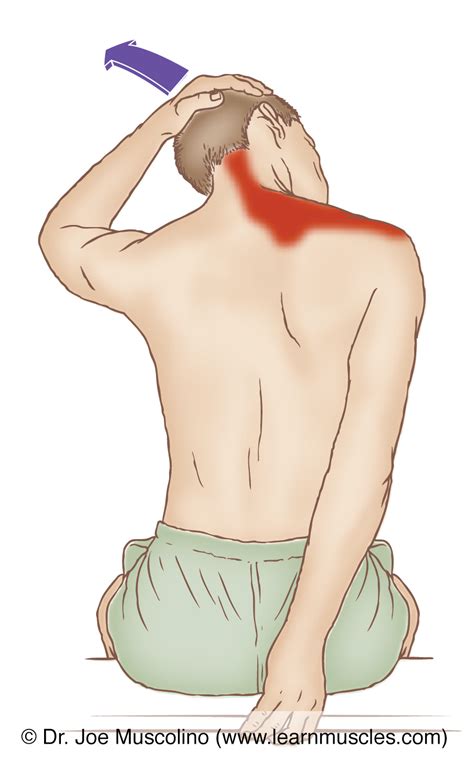 Upper Trapezius - Stretching - Learn Muscles