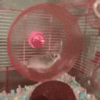 Hamster Wheel GIFs - Find & Share on GIPHY