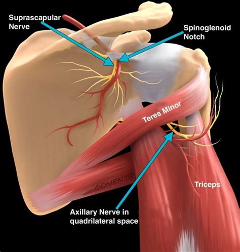 How to Relieve a Trapped Nerve in Your Shoulder Trapped nerves can be so painful, but there are ...