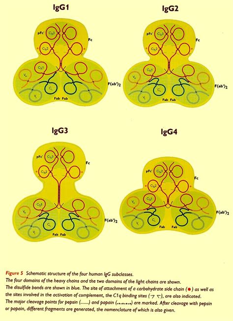 Properties of human IgG subclasses