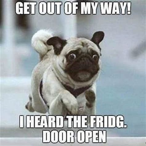 101 Lovable Pug Memes That Are Too Puggin' Cute | Funny animal jokes, Pugs funny, Funny animal ...