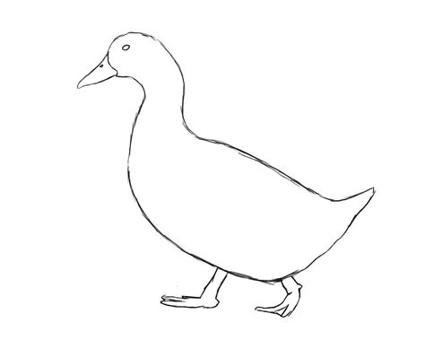 How To Draw A Duck - Draw Central | Duck drawing, Bird drawings, Drawings