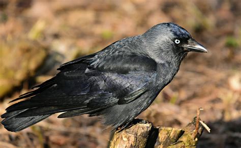 What Does It Mean to Dream of a Jackdaw? | Dream Glossary