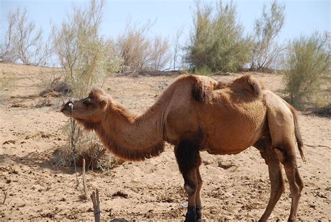 The Mysterious Origins of the Dromedary — The Extinctions