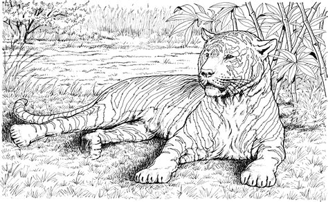 tiger-2.gif (3008×1859) | Zoo animal coloring pages, Animal coloring books, Animal coloring pages