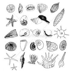 Sea URCHIN SHELLS Print Art 2009 Book Plate 162 Beautiful | Etsy | Sea urchin shell, Art, Art prints
