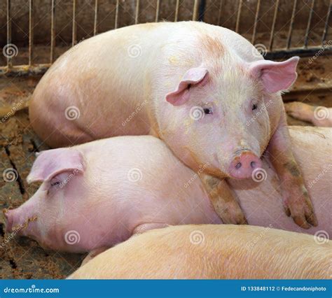 Pigs in a sty on a farm stock photo. Image of breeding - 133848112