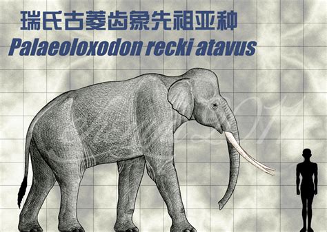 Palaeoloxodon recki atavus by sinammonite on DeviantArt