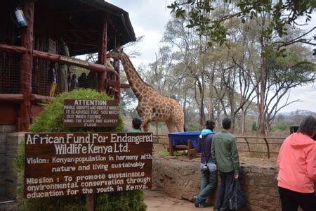 Giraffe Centre Tour - Bovid Africa Safaris - Best African Safaris and ...