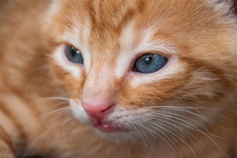 Can An Orange Cat Have Blue Eyes – Here’s The Answer! – FAQcats.com
